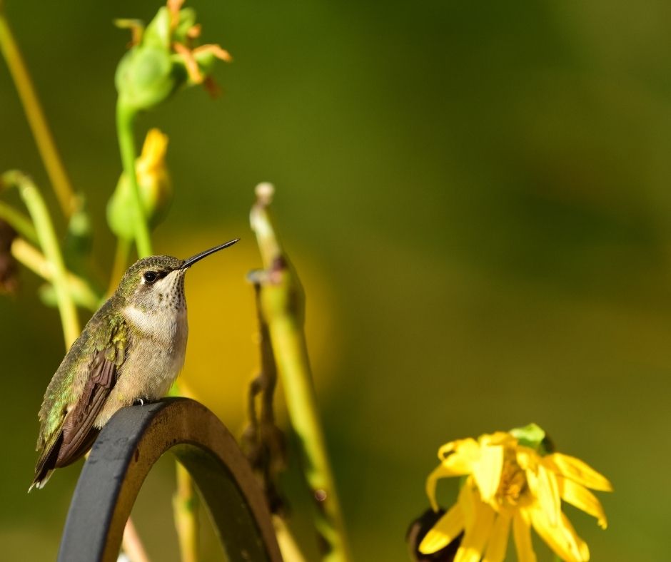 When Are Hummingbirds In Missouri? Hummingbirds Info