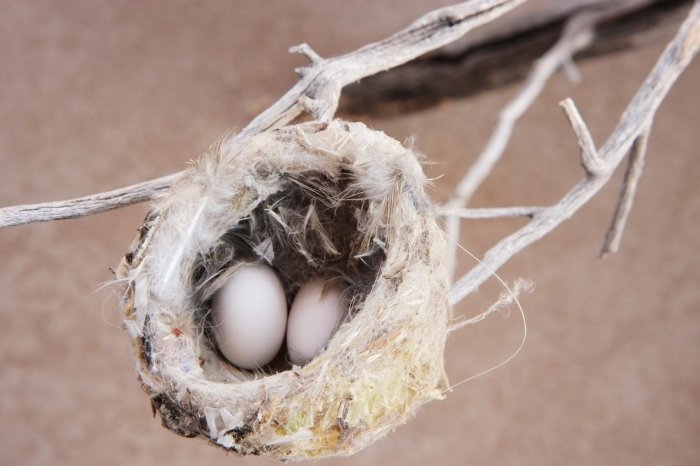 When Do Hummingbirds Abandon Their Nests