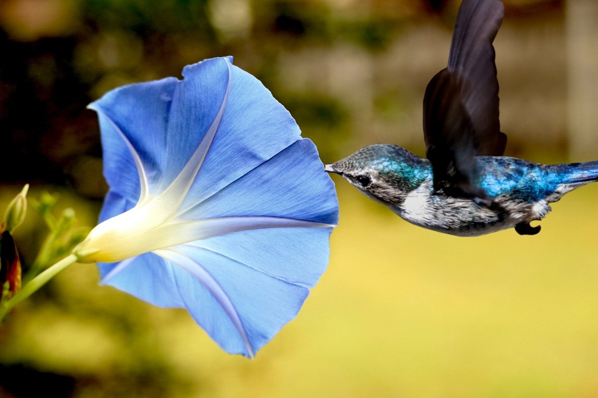 When Do Morning Glory Bloom 5 Facts About The Hummingbird's Favorite Flowers