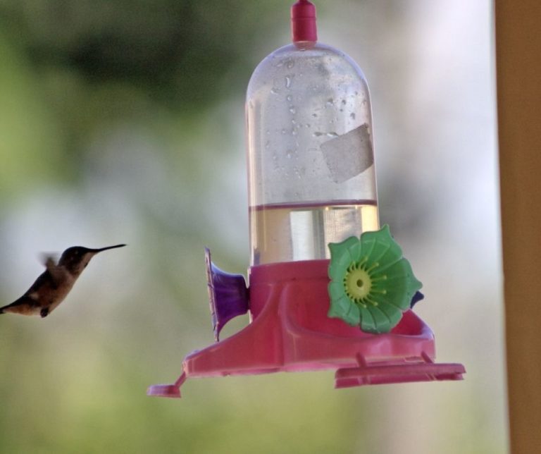 When Should You Take Your Hummingbird Feeders Down? Hummingbirds Info