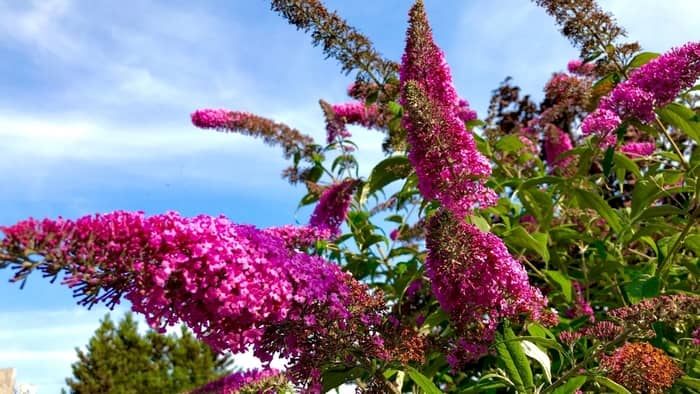  Where is the best place to plant a butterfly bush?