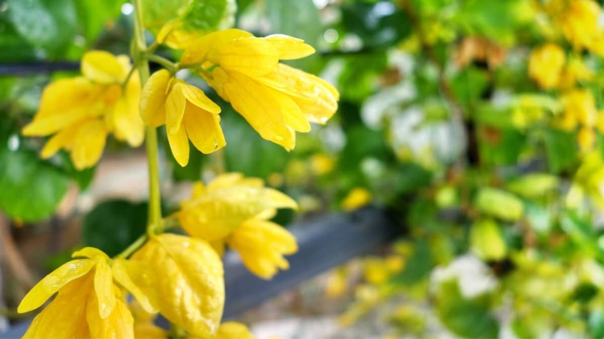 Yellow Flowering Vines