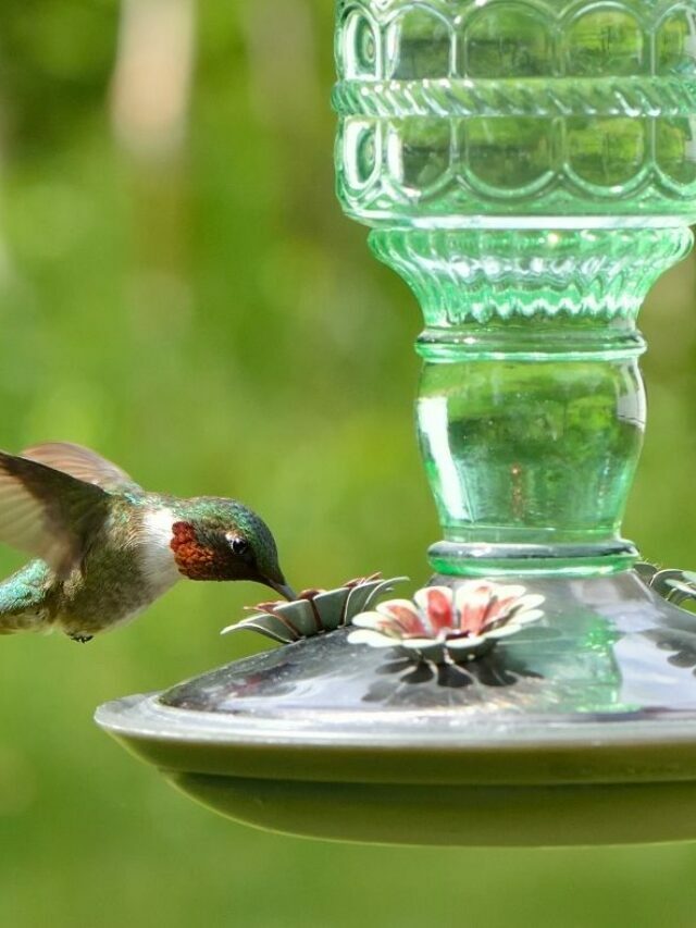 Try This To Maintain Clean Water In Your Hummingbird Feeder