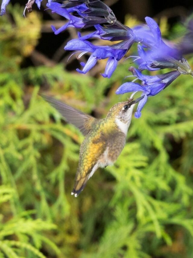Guide To Safely Remove A Trapped Hummingbird From Your Home