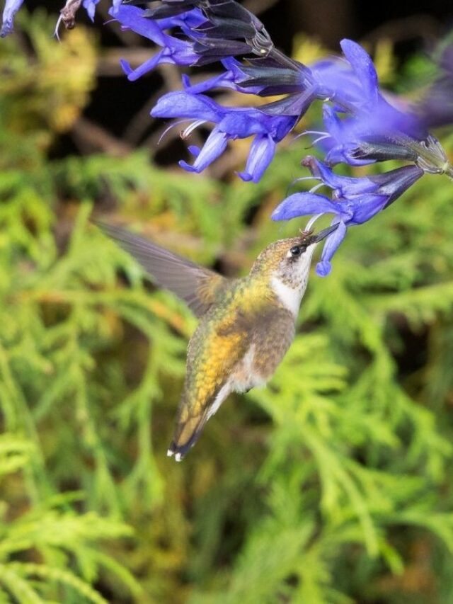 cropped-How-to-Get-a-Hummingbird-out-Of-Your-House.jpg