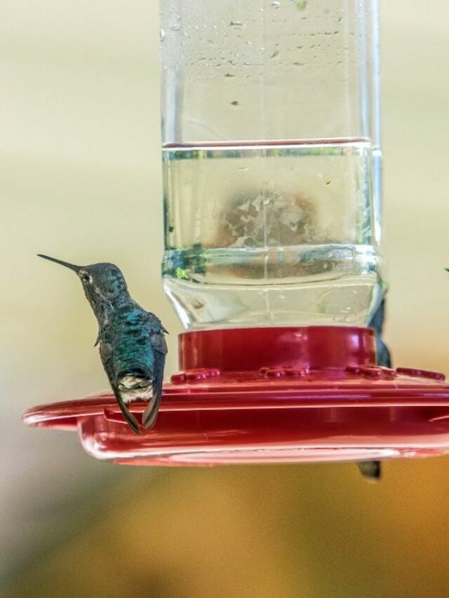 Find Out About Common Hummingbird Feeder Challenges And Solutions