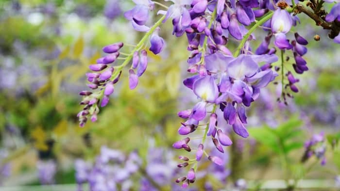  does wisteria attract bees