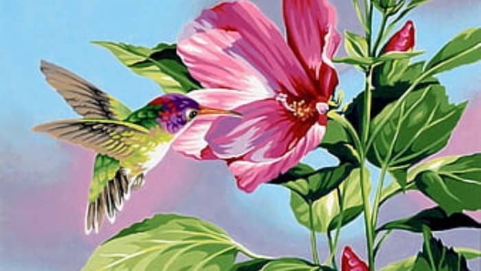 hummingbird art