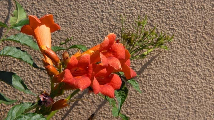  when does trumpet vine bloom