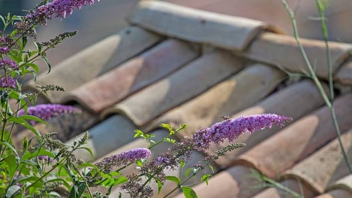  when to transplant butterfly bush