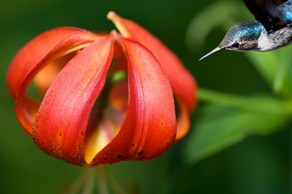 9 Plants That Attract Hummingbirds In Texas