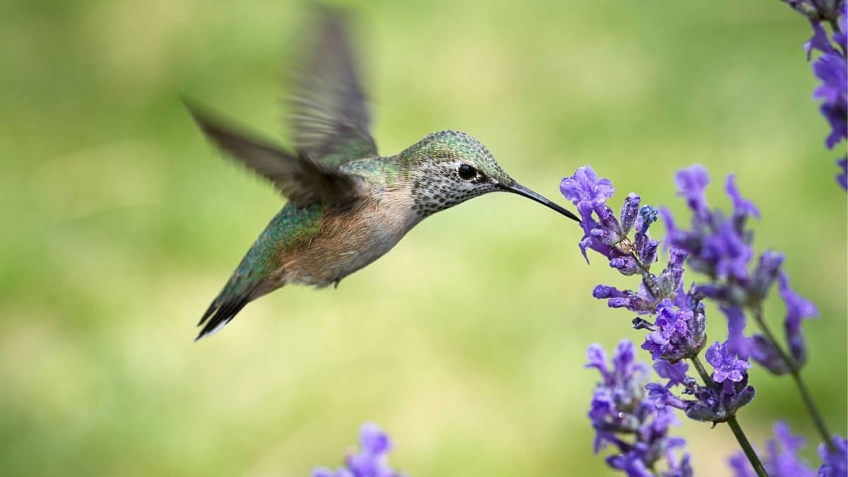 Are Female Hummingbirds Colorful