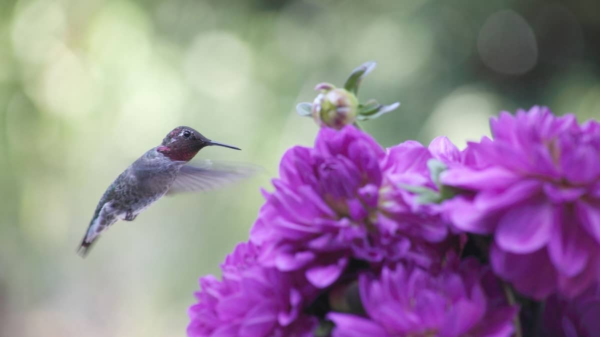 Are Hummingbirds Colorblind