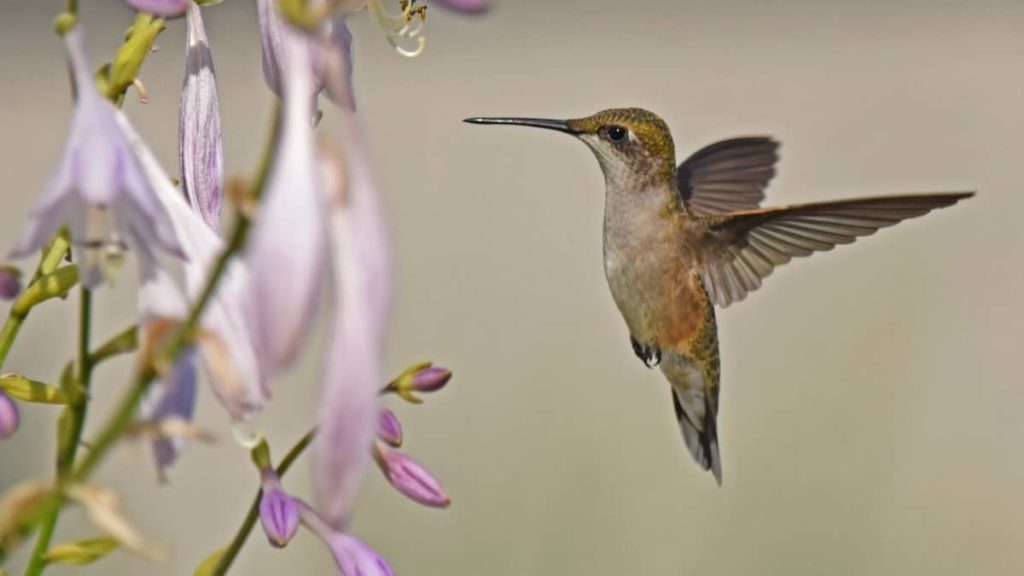 Are Hummingbirds In Indiana Yet? 4 Important Things You Need To Know