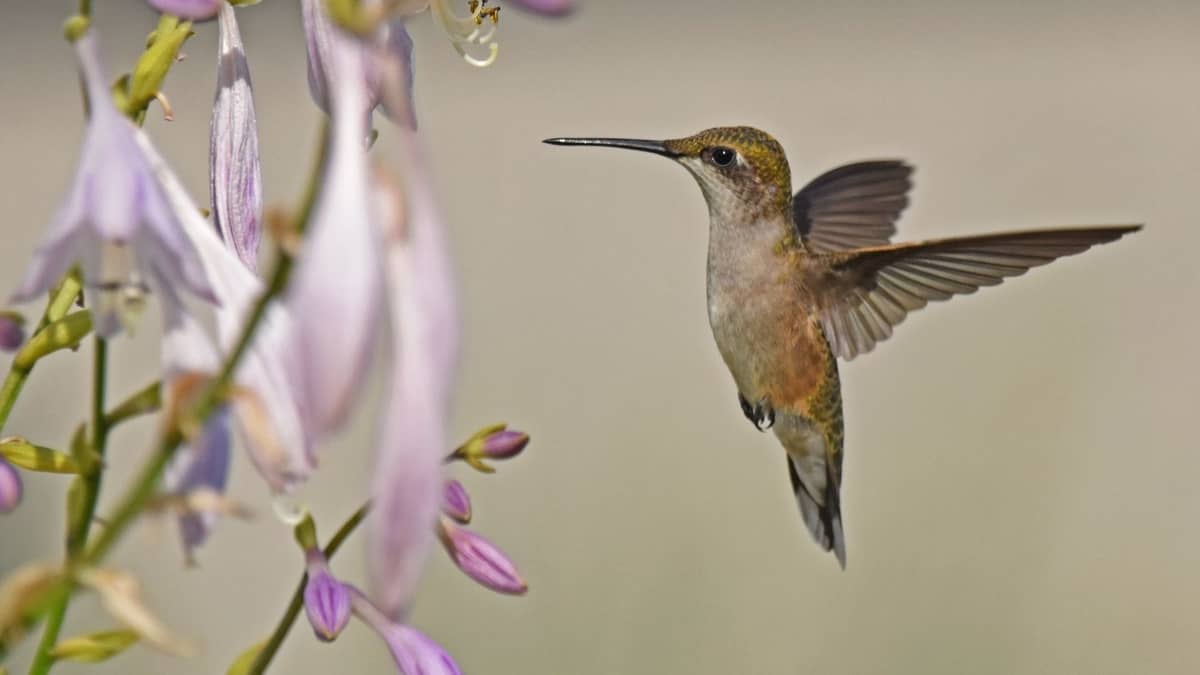 Are Hummingbirds In Indiana Yet