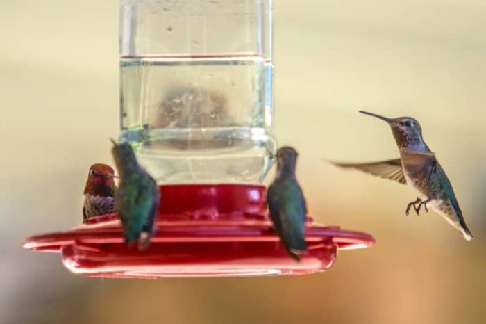 Are Hummingbirds Territorial