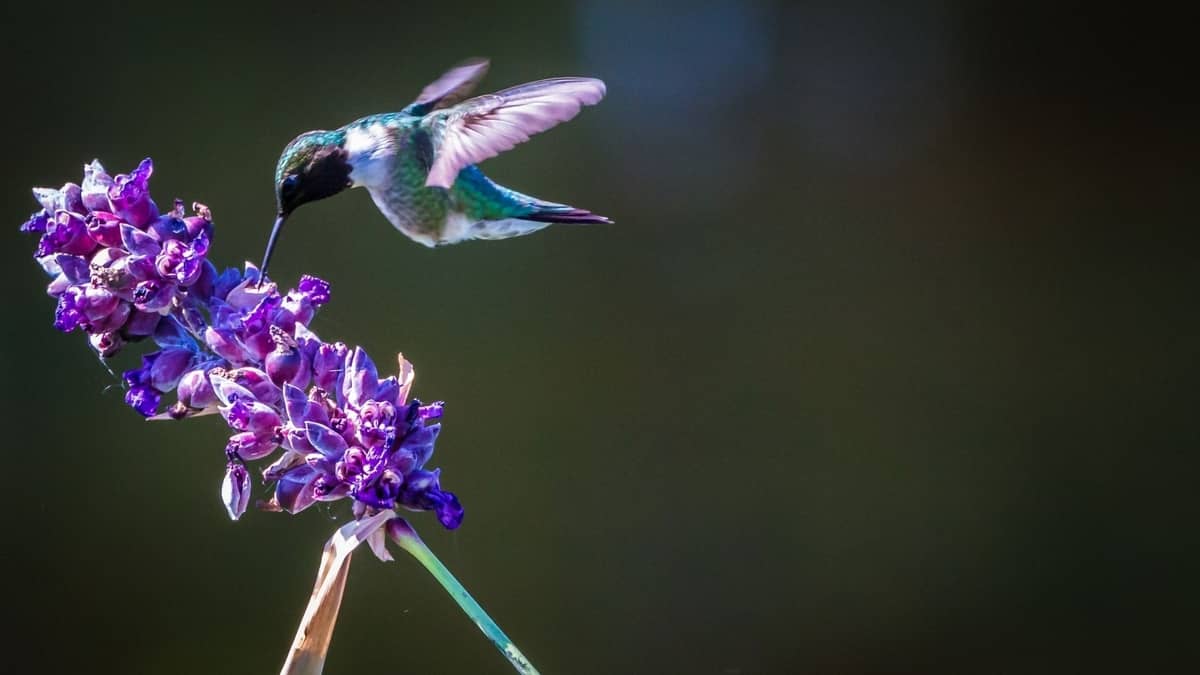 Are There Hummingbirds In Chicago