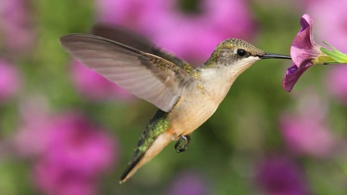  Are hummingbirds common in Indiana?