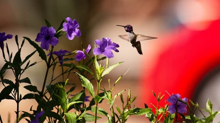  Are hummingbirds really attracted to red?