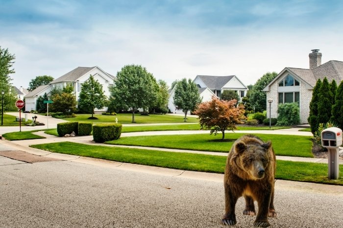 Bears In Urban Areas