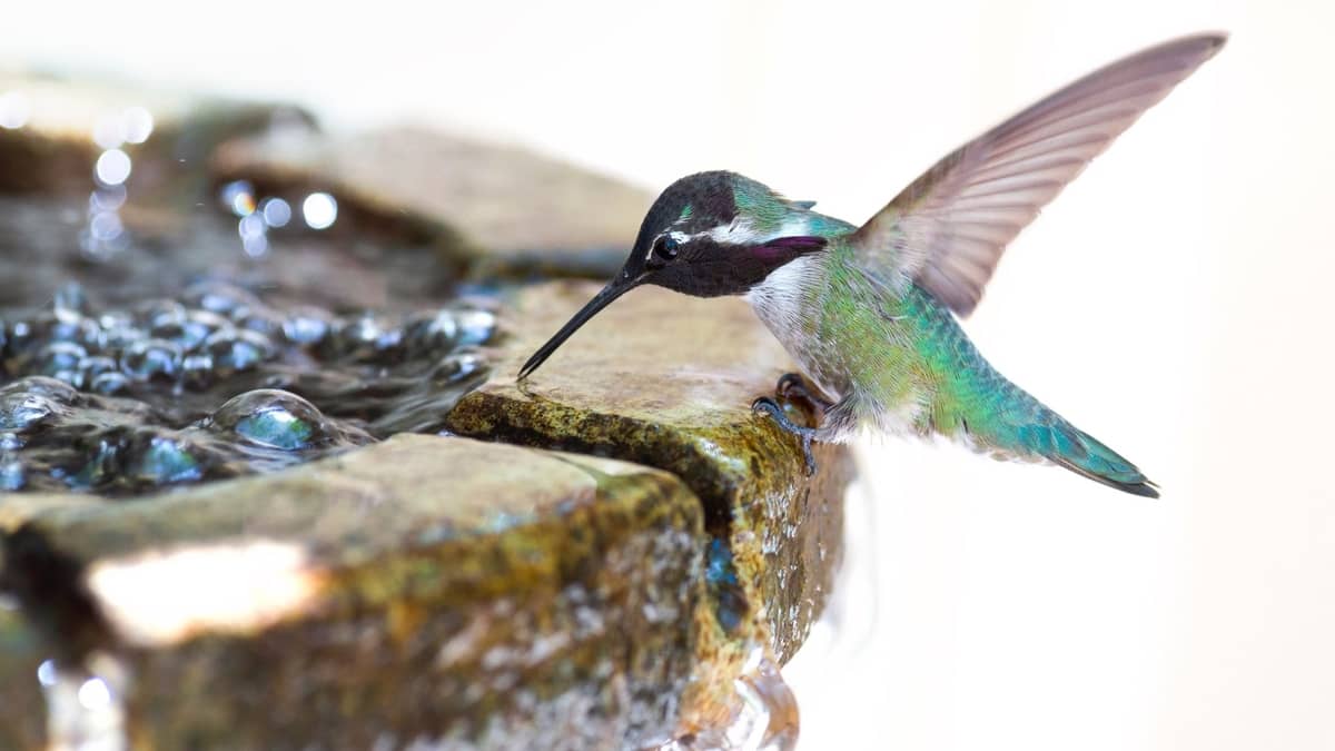 Best Fountain For Hummingbirds