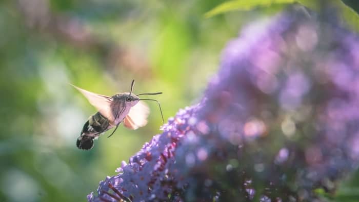  Can you keep hummingbirds in UK?