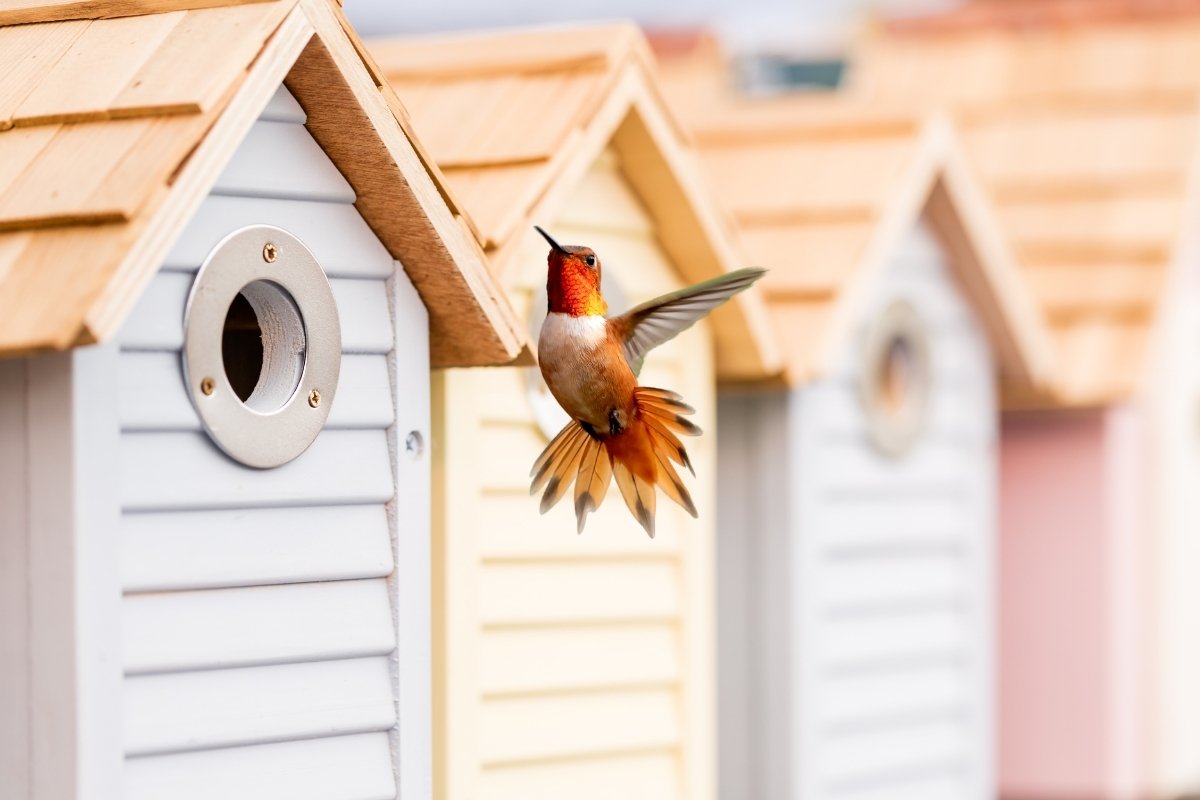 Do Hummingbirds Use Birdhouses - Here's The Best Place To Install Them