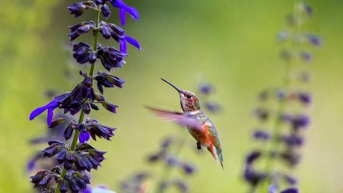  Do hummingbirds change colors