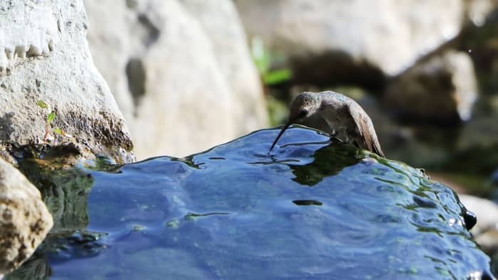  Do hummingbirds like bubblers?