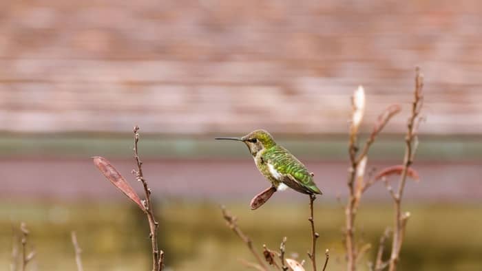  Do male and female hummingbirds have different colors?