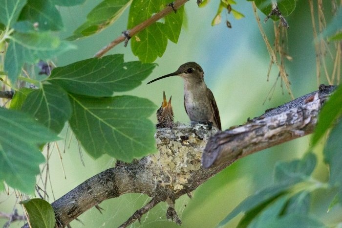Female Hummingbird Behaviour