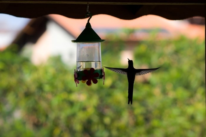 How To Attract More Hummingbirds In Alabama