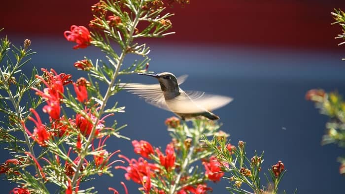  How do you attract hummingbirds in Chicago?