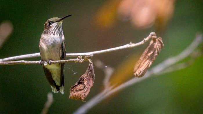  How long are hummingbirds around in Indiana?