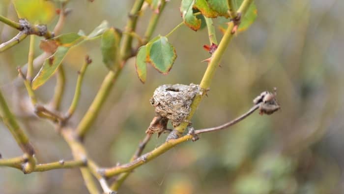  How long do baby hummingbirds stay in the nest after hatching?