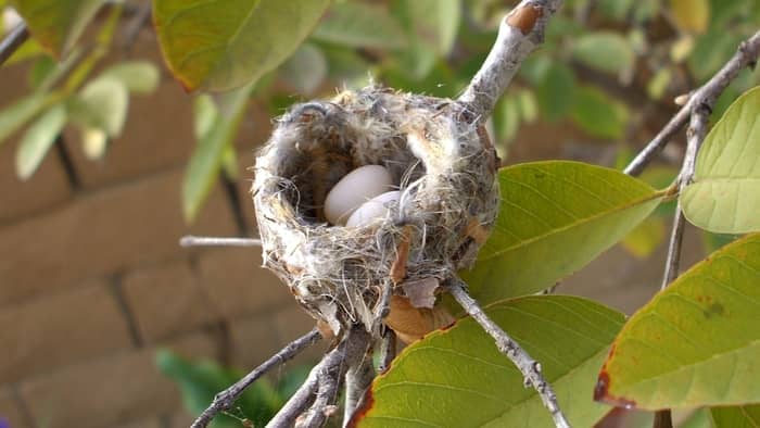  How soon do baby hummingbirds fly?