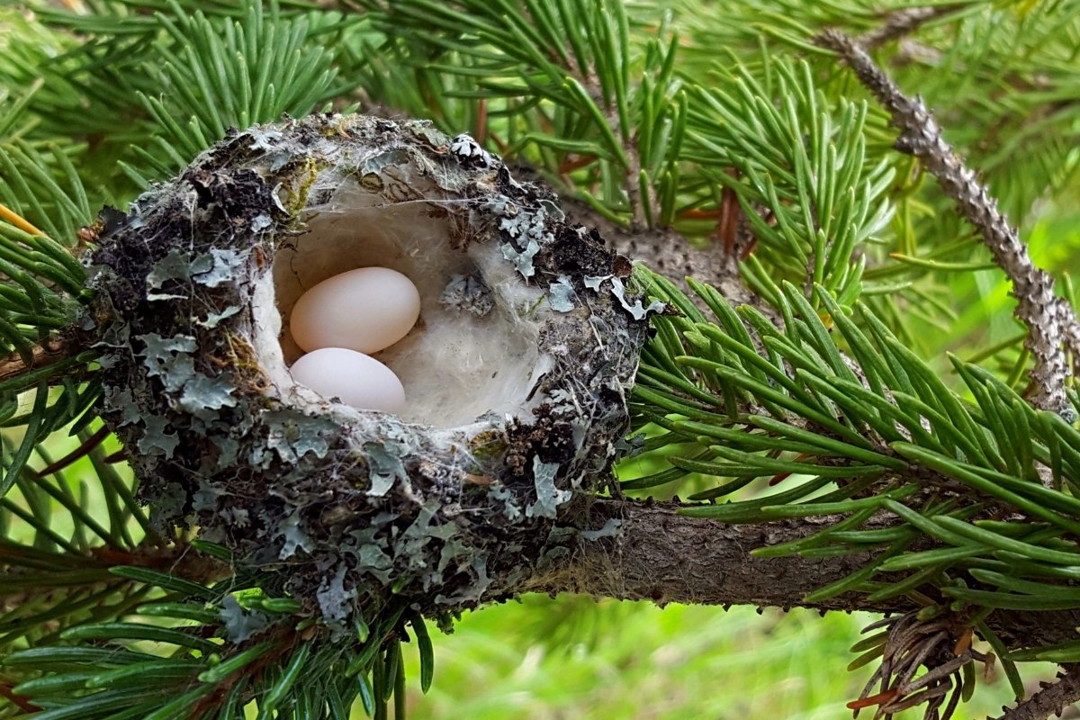 Hummingbird Egg Incubation Period - 3 Thing You Need To Know