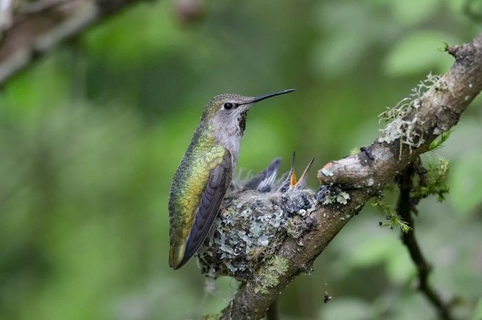 Hummingbird Mothers Are Feisty During the Incubation Period