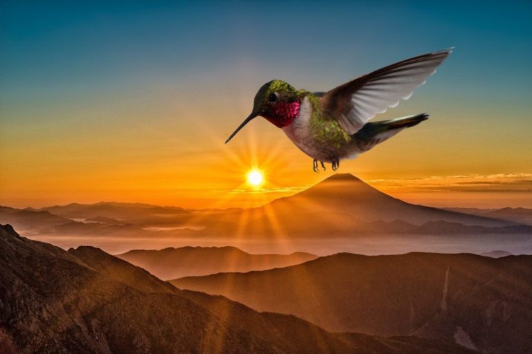 Native American Meaning Of Seeing A Hummingbird