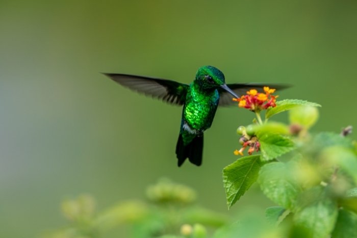 Hummingbirds Are Wildbirds