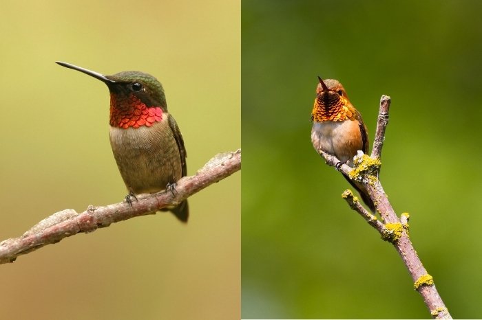 Rufous Vs Ruby Throated Hummingbird - Color
