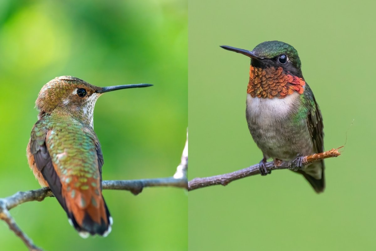 Rufous vs Ruby Throated Hummingbird - 6 Easy Clues To Tell Them Apart