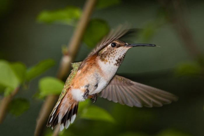 The Broad-Tailed Hummingbird