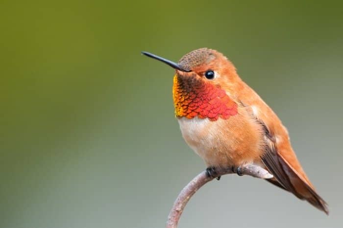 The Rufous Hummingbird