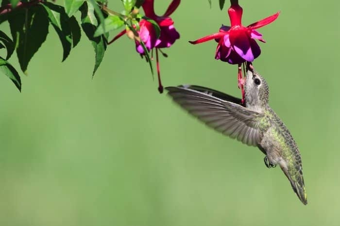 What About Nectar-Rich Flowers