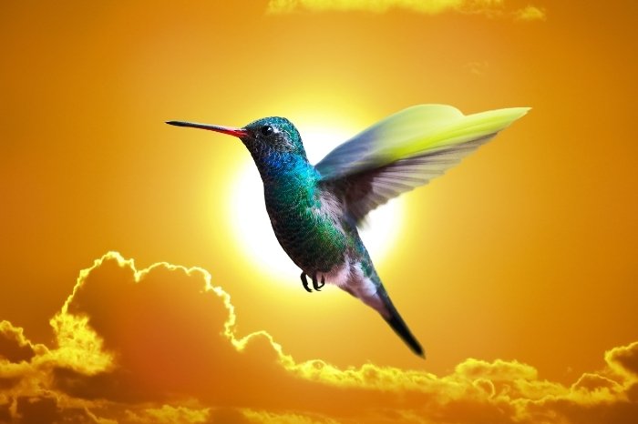What Does The Hummingbird Symbolize In Native American Culture