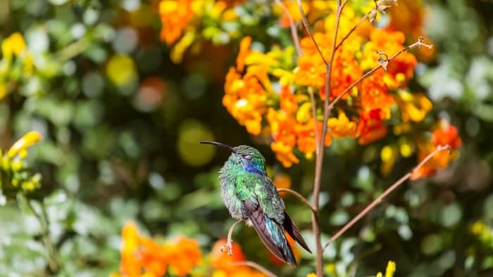  What are 5 interesting facts about hummingbirds?