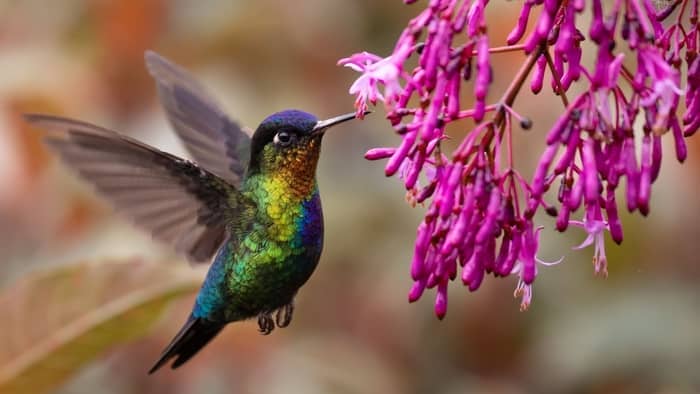 are-hummingbirds-colorblind-mind-blowing-research-results-on-over