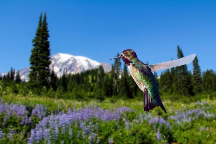When Do Hummingbirds Arrive In The Northwest
