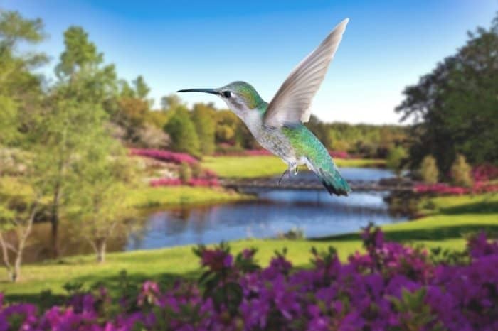 When Is Hummingbird Season In Alabama